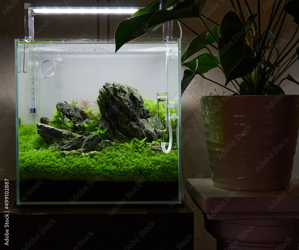 Small cubic aquascaped aquarium with live plants, rocks and plant carpet by  hemianthus callitrichoides Cuba. Stands near the room plant anthurium in  the white pot. Stock Photo | Adobe Stock
