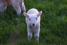 New Born Lambs Looking At Camera