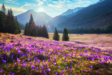 Beautiful Spring Landscape Of Mountains With Crocus Flowers - Tatry Mountains - Chocholowska Valley