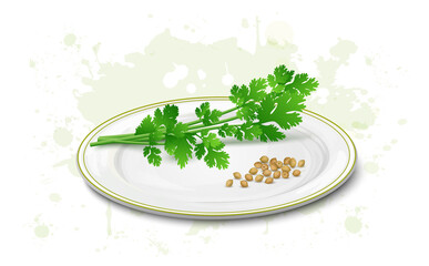 Wall Mural - Coriander green leaves with coriander seeds vector illustration