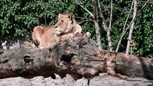 Female Lion Resting On A Tree Trunk At Amsterdam The Netherlands 28-3-2022