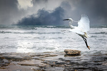 A Snowy Egret Flying Over A Rocky Coast On A Stormy Day