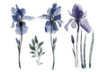 Transparent blue iris flower. X-ray style watercolor illustration.