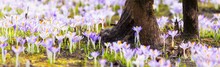 Close-up Of Blooming Purple Crocus Flowers. Trees In The Background. Forest Park. Europe. Early Spring. Symbol Of Peace, Joy, Purity. Landscaping, Environment. Art, Macrophotography, Bokeh, Background