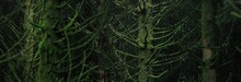 Scottish Evergreen Rainforest. Mighty Pine And Spruce Trees, Moss, Plants, Fern. Ardrishaig, Scotland, UK. Dark Atmospheric Landscape. Nature, Travel Destinations, Hiking, Ecotourism. Panoramic View