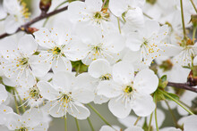 White Flowers Of Blooming Cherry. Spring Flowers Close Up