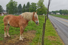 Amish Work Horse In Lancaster,, Pennsylvania.