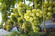 Dojrzałe owoce białej winorośli rosnące na winnicy