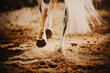 A rear view of a gray fast racehorse galloping across the arena, stepping on the sand with its hooves and kicking up dust on a sunny day. Equestrian sports.