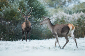 Wall Mural - Red deer, cervus elaphus, stag observing a hind on a meadow with grass covered by white frost. Two wild animals in cold weather. Mammal with brown fur and antlers looking on a hay field.