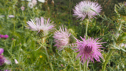 Poster - Piante e fiori selvatici