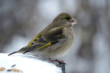 Wall Mural - A portrait of a female greenfinch with ruffled feathers  standing in snow and eating sunflower seeds