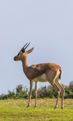 Arabian Gazelle grazing on Saadiyat Island in Abu Dhabi