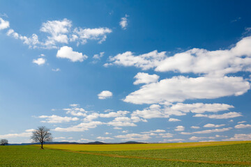 Sticker - Landschaft mit Nußbaum