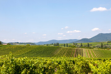 Poster - Blick über Weinberge, Südpfalz