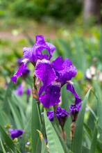 Close-up Of A Flower Of Purple Bearded Iris (Iris Germanica) With Raindrops On Blurred Green Natural Background.