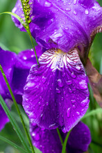 Close-up Of A Flower Of Purple Bearded Iris (Iris Germanica) With Raindrops On Blurred Green Natural Background.