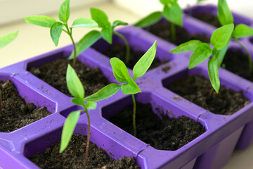 Bell pepper seedlings on a grey background. Young pepper sprouts in pots.