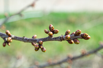 budding buds on a tree branch in early spring macro