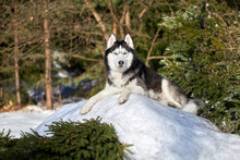 Cute Husky Dog On White Snow Covered Hillside In An Evening Sunny Winter Forest.