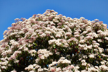 Canvas Print - tree in bloom