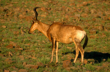 Bubale Caama, Red Hartebeest, Alcelaphus Caama, Afrique Du Sud