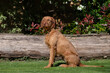 © Keith - wire haired Vizsla in the park