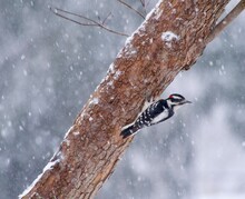 Downy Woodpecker On A Tree In Winter Snow Storm