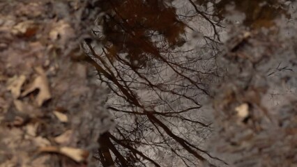 Wall Mural - reflection of trees in a puddle in early spring