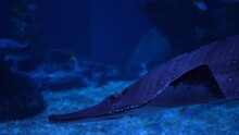 Close Up Of Giant Guitarfish Or Rhynchobatus Djiddensis Swims Underwater, Inhabitants Of The Sea World