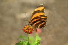 Image On A Banded Orange Heliconian Butterfly Shown Feeding On Lantana Flowers.