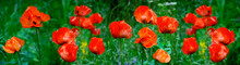 Red Flowering Poppies On A Background Of Green Grass. Panorama. Natural Summer Background With Poppies.