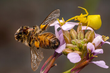Beautiful Crab spider feasting on bee. Macro photo