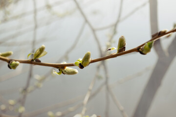 willow branch against the background of other trees on a spring day. blurred background. natural ima