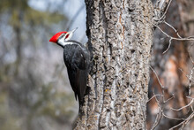 Male Pileated Woodpecker (Dryocopus Pileatus) Close Up Wildlife Portrait