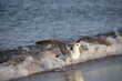 Common gull (Larus canus) - juvenile sea mew with open wings standing on the seaside, Stogi beach, Gdańsk, Poland