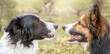 © Annabell Gsödl - Portrait of two border collie dogs in different colors looking at eatch other