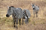 Fototapeta Konie - Zebra 38