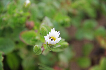 Wall Mural - white daisy flower