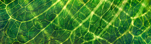Backlit Close Up Of The Surface Of A Green Leaf Texture Showing Detailed Veins. Nature Or Environmental Background.
