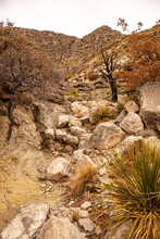 Yucca Plants Line Drainage Ditch In Guadalupe Mountains
