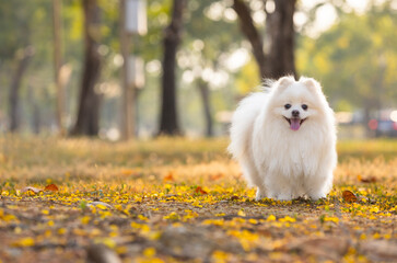  A white Japanese Spitz dog standing among yellow flowers 