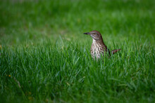 A Brown Thrasher Standing In Grass