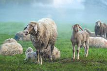 A Flock Of Sheep At Preservation Of The Countryside During A Foggy Morning In Early Spring