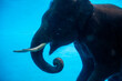 Thai elephant in underwater live show in the zoo
