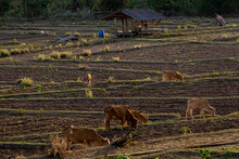 Asian Cattle Feeding In Rice Field Before Rice Crop Planting To Help With Natural Fertilizer And Weed Reduction