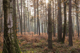Fototapeta Fototapety z widokami - jesień i las