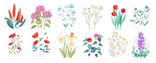 Vector Field, Garden And Meadow Flowers Collection. Set Of Floral And Herb Plants Like Tulip, Hibiscus, Narcissus, Flax, Tansy, Chamomile, Daffodils, Hydrangea, Salvia, Poppy And Gerbera.