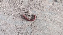 Video Millipedes Curled Up And Walked On The Concrete Floor