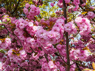 Canvas Print - Prunus serrulata  'Kanzan'  |  Cerisier à fleurs du Japon - Cerisier des collines - Cerisier oriental ou Cerisier à fleurs japonais - Inflorescence spectaculaire rose framboise dans un feuillage vert 